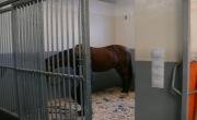 Boxy pro koně